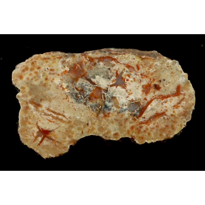 coprolithe de dinosaure - jurassique - Morrison Formation