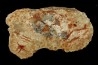 dinosaur coprolithe - jurassic - Morrison Formation