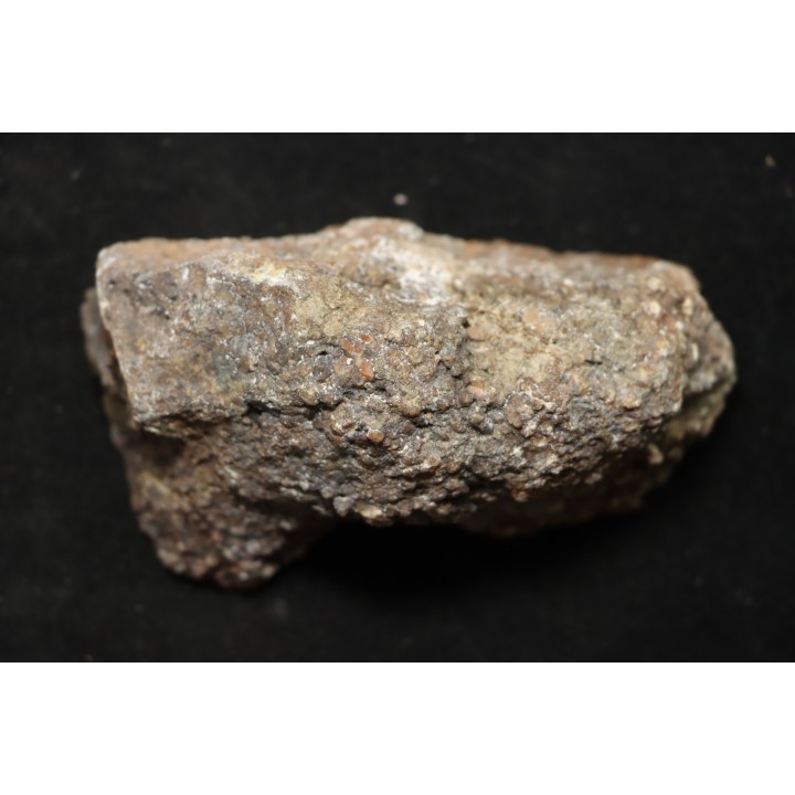 coprolithe de dinosaure - jurassique - Morrison Formation