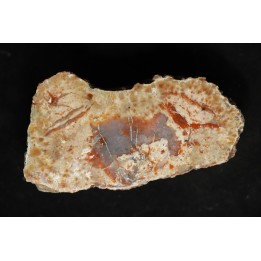 coprolithe de dinosaure - jurassique - Morrison Formation