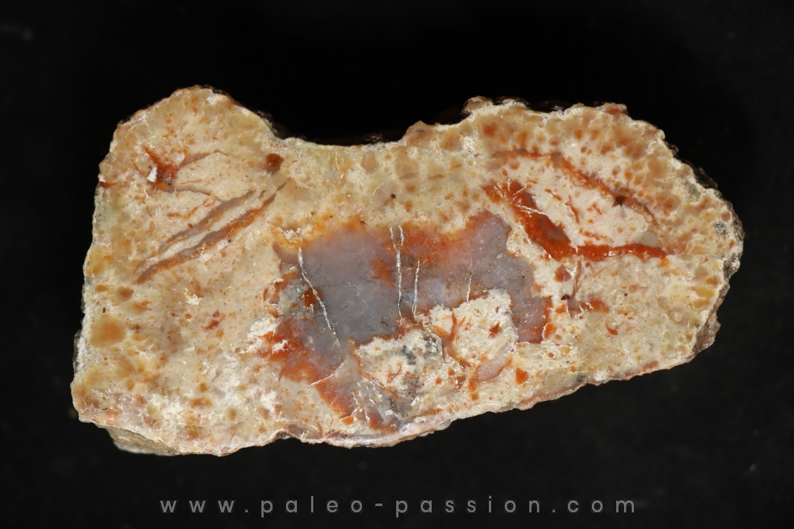 dinosaur coprolithe - jurassic - Morrison Formation