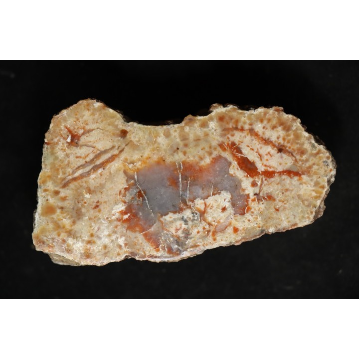 dinosaur coprolithe - jurassic - Morrison Formation