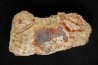 dinosaur coprolithe - jurassic - Morrison Formation