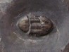 ASAPHELLUS FREQUENS (2)
