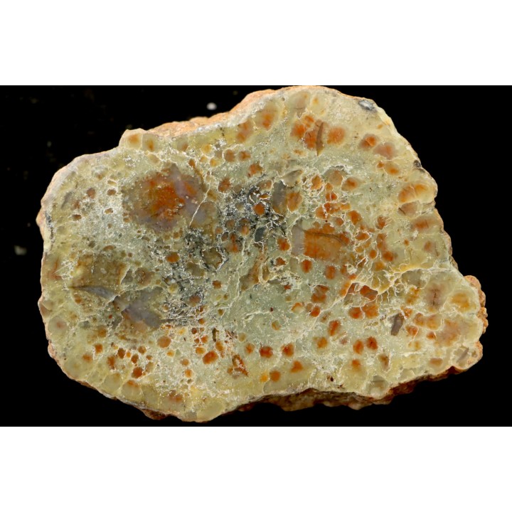 coprolithe de dinosaure - jurassique - Morrison Formation
