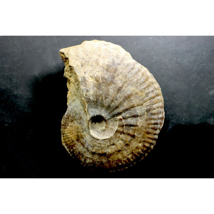rare Phlycticeras dorsocavatum  - bathonian - Nièvre - FRANCE