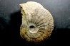 rare Phlycticeras dorsocavatum  - bathonian - Nièvre - FRANCE
