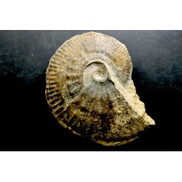 rare Phlycticeras dorsocavatum  - bathonian - Nièvre - FRANCE