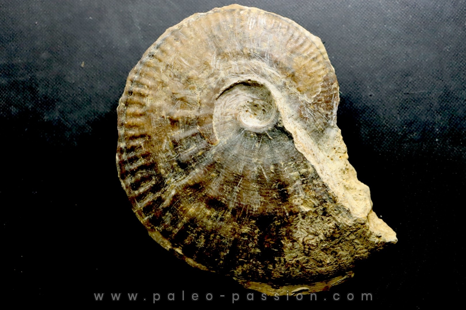 très rare Phlycticeras dorsocavatum - bathonien - Nièvre 58 - FRANCE