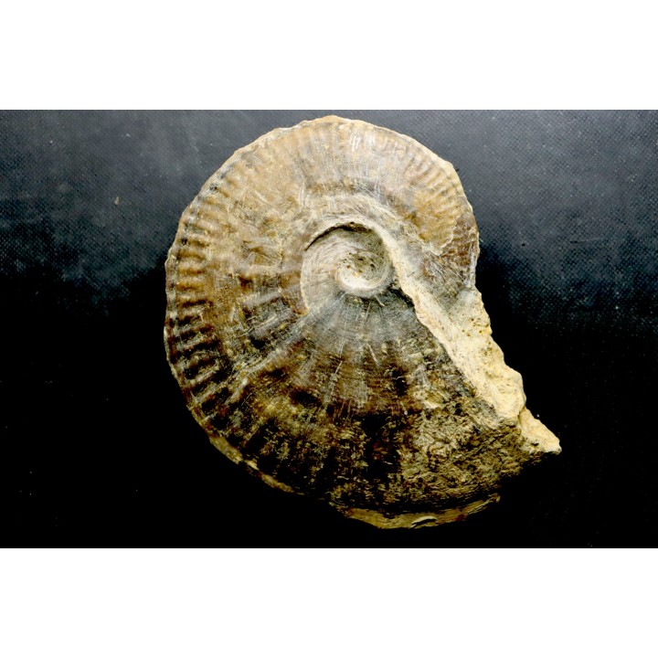 très rare Phlycticeras dorsocavatum  - bathonien - Nièvre 58 - FRANCE