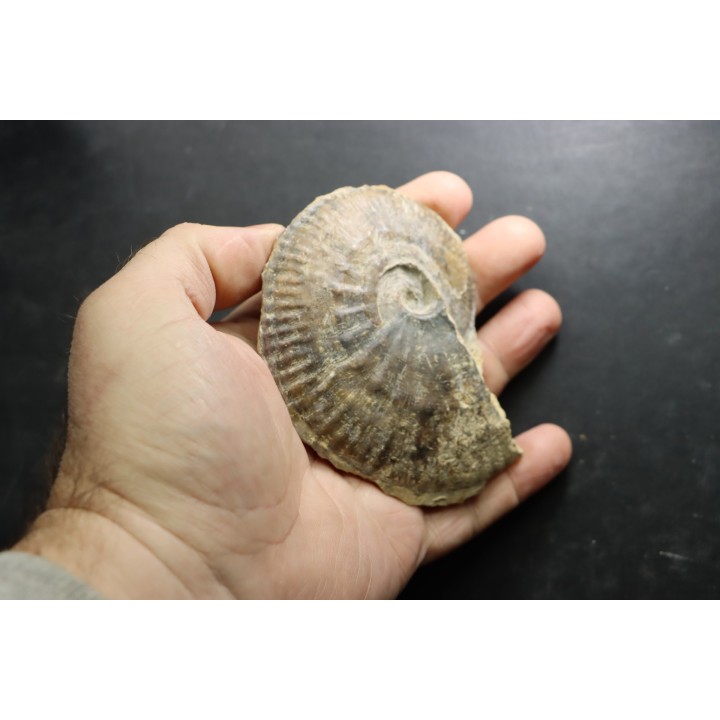 très rare Phlycticeras dorsocavatum  - bathonien - Nièvre 58 - FRANCE