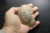 rare Phlycticeras dorsocavatum  - bathonian - Nièvre - FRANCE