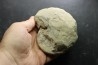 RARE anahoplites sp. - albien moyen - ancienne carrière Courcelles - Aube - France