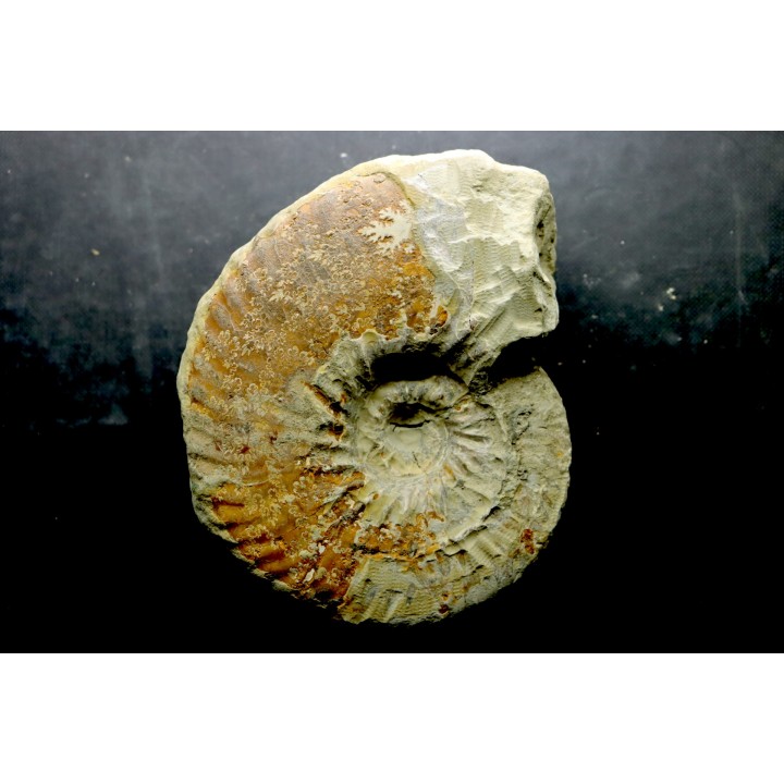 RARE anahoplites sp. - albien moyen - ancienne carrière Courcelles - Aube - France