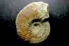 RARE anahoplites sp. - albien moyen - ancienne carrière Courcelles - Aube - France