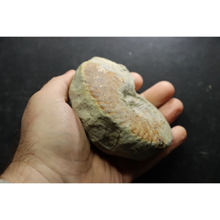 RARE anahoplites sp. - albien moyen - ancienne carrière Courcelles - Aube - France
