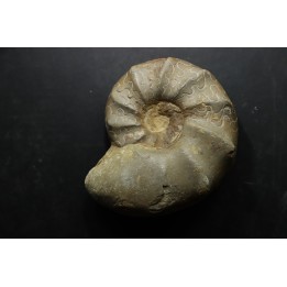 CERATITES NODUSUS - Muschelkalk - Wasselone, FRANCE