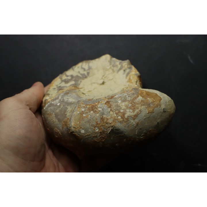 CERATITES NODUSUS - Muschelkalk - Wasselone, FRANCE