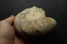 CERATITES NODUSUS - Muschelkalk - Wasselone, FRANCE