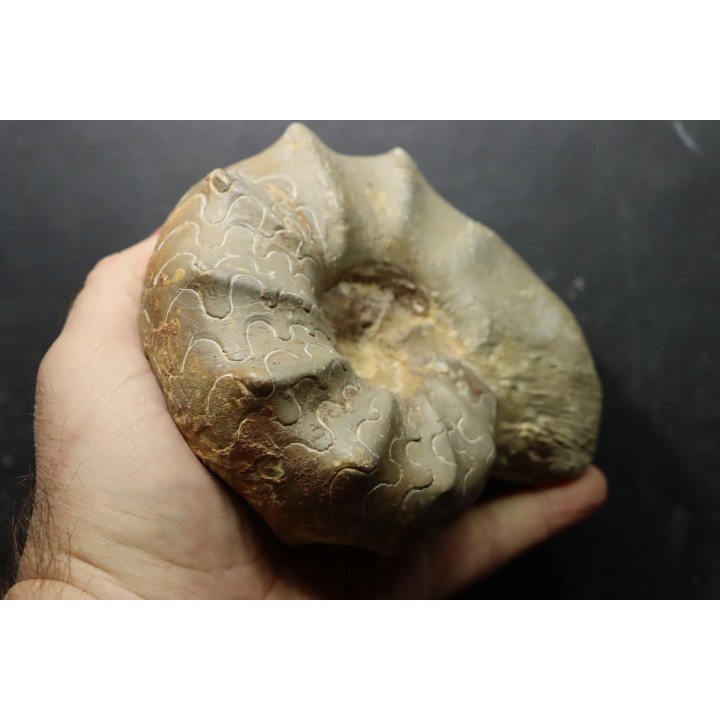 CERATITES NODUSUS - Muschelkalk - Wasselone, FRANCE