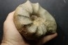 CERATITES NODUSUS - Muschelkalk - Wasselone, FRANCE