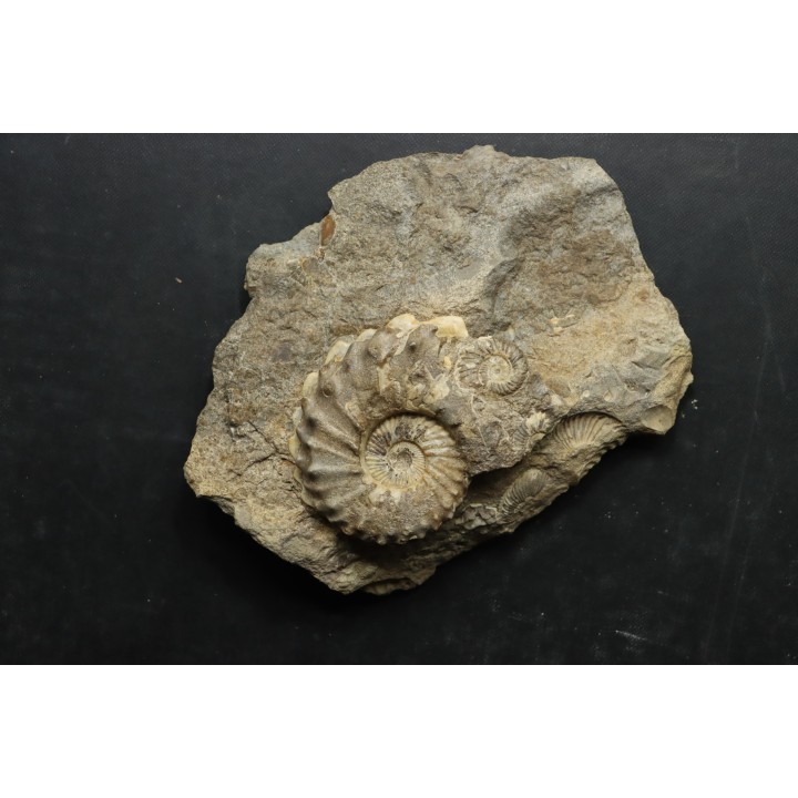 COLLIGNONICERAS WOLLGARI - turonian - South Dakota, USA