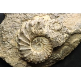 COLLIGNONICERAS WOLLGARI - turonian - South Dakota, USA