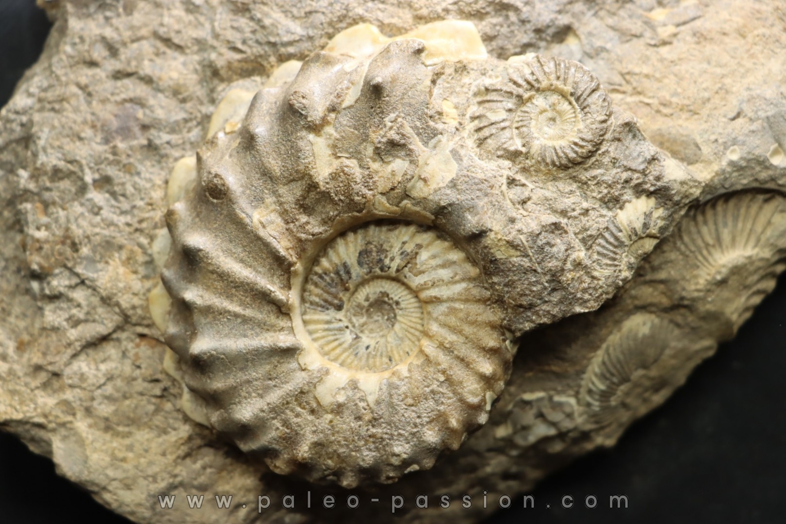 COLLIGNONICERAS WOLLGARI - turonien - South Dakota, USA