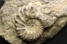 COLLIGNONICERAS WOLLGARI - turonian - South Dakota, USA