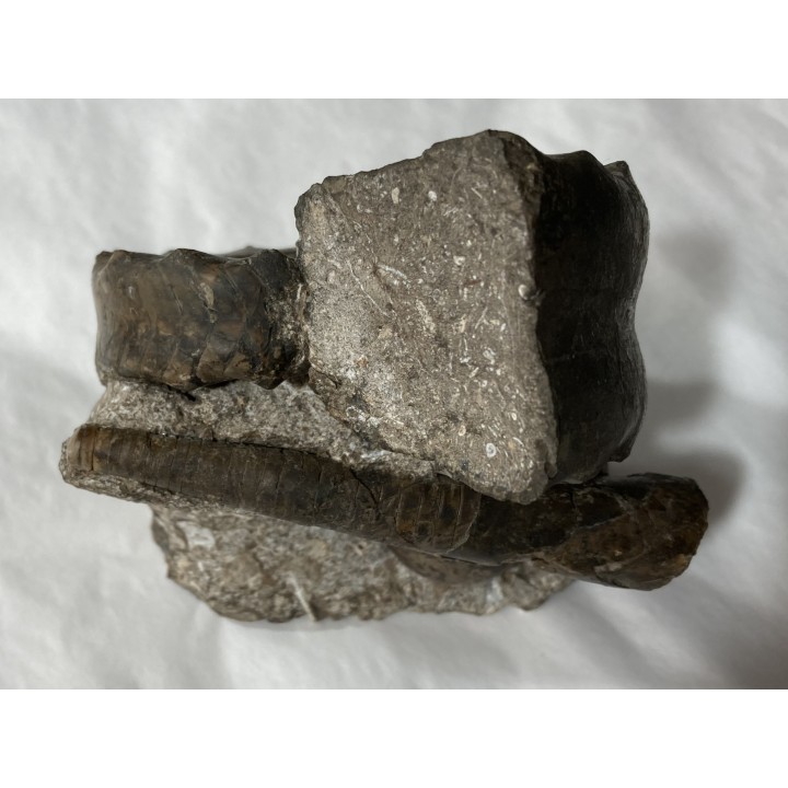Metacoceras piszovi et neoshumardites triceps - Permien inferieur - Asha, South Ural, Russia