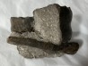 Metacoceras piszovi et neoshumardites triceps - lower Permian - Asha, South Ural, Russia