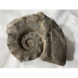 Metacoceras piszovi et neoshumardites triceps - Permien inferieur - Asha, South Ural, Russia