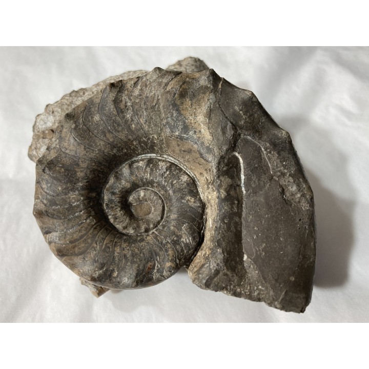 Metacoceras piszovi et neoshumardites triceps - lower Permian - Asha, South Ural, Russia