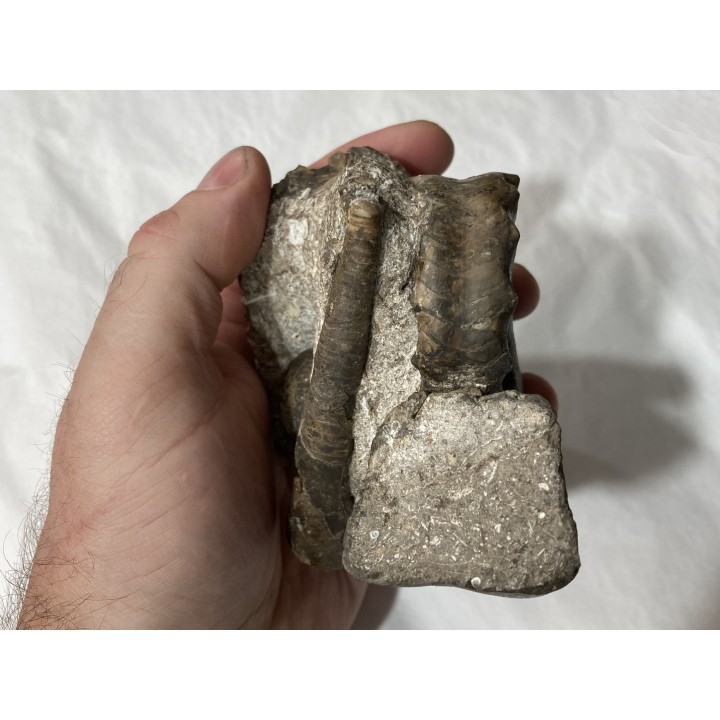 Metacoceras piszovi et neoshumardites triceps - lower Permian - Asha, South Ural, Russia