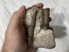 Metacoceras piszovi et neoshumardites triceps - lower Permian - Asha, South Ural, Russia