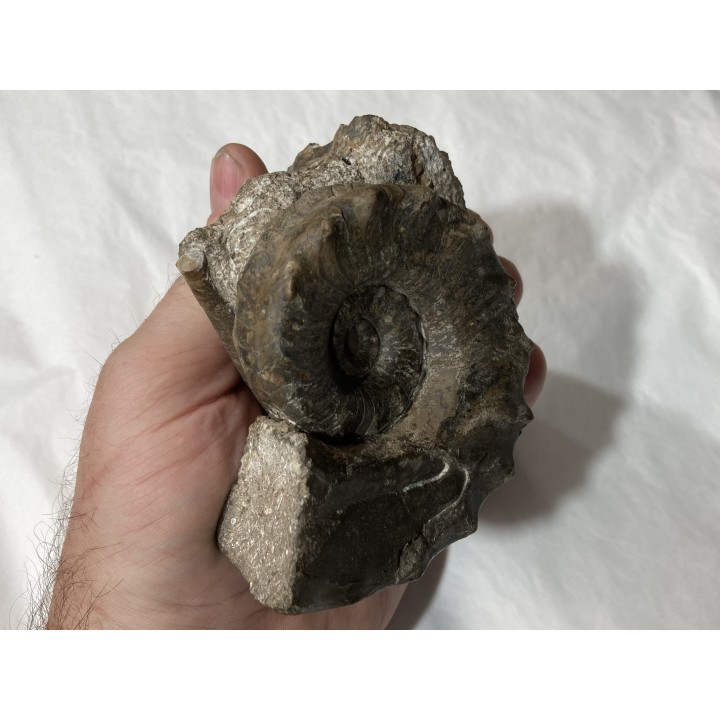 Metacoceras piszovi et neoshumardites triceps - lower Permian - Asha, South Ural, Russia