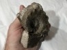 Metacoceras piszovi et neoshumardites triceps - lower Permian - Asha, South Ural, Russia