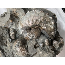 Hoploscaphites nebrascensis - Maestrichtien - Dakota - USA