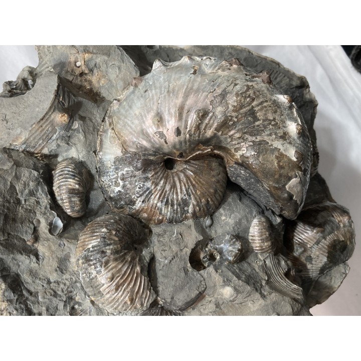 Hoploscaphites nebrascensis - Maastrichtian - Dakota - USA