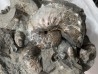Hoploscaphites nebrascensis - Maastrichtian - Dakota - USA