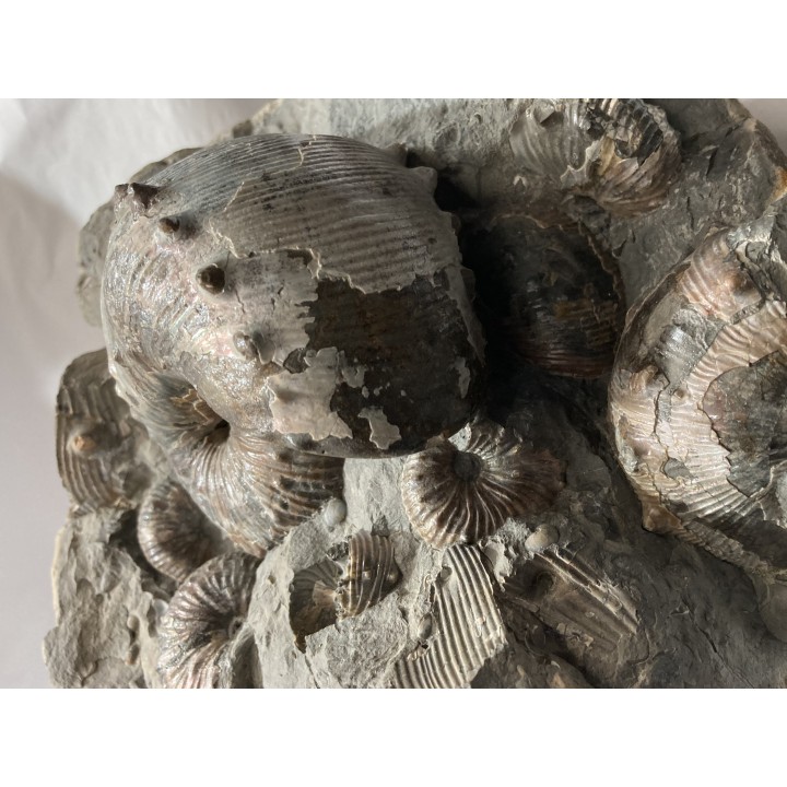 Hoploscaphites nebrascensis - Maestrichtien - Dakota - USA