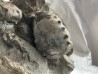 Hoploscaphites nebrascensis - Maestrichtien - Dakota - USA