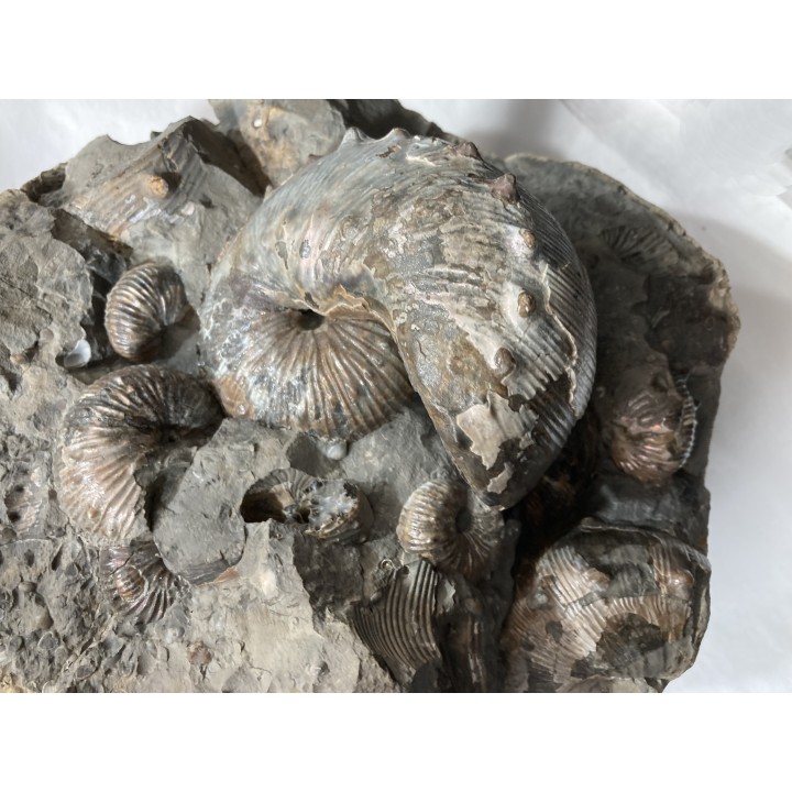 Hoploscaphites nebrascensis - Maastrichtian - Dakota - USA