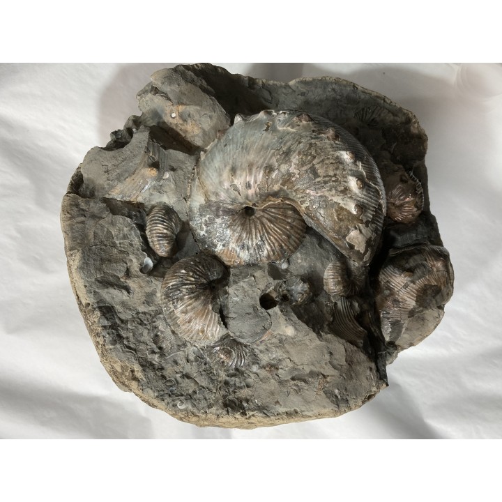 Hoploscaphites nebrascensis - Maastrichtian - Dakota - USA