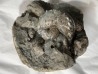 Hoploscaphites nebrascensis - Maastrichtian - Dakota - USA