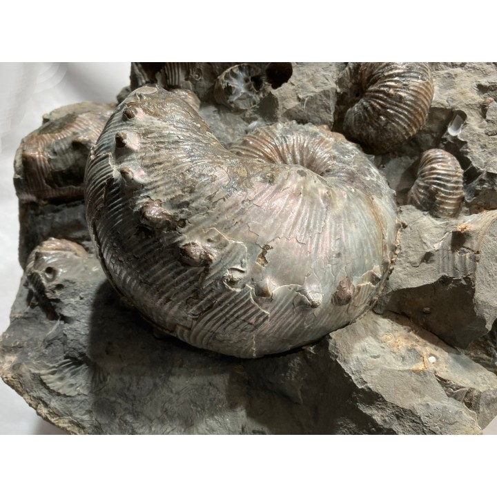 Hoploscaphites nebrascensis - Maestrichtien - Dakota - USA
