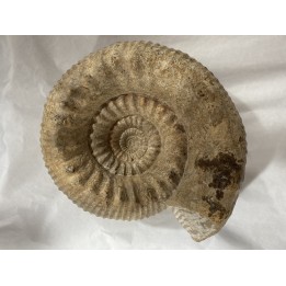 Teloceras blagdeni - bajocien - Montois la Montagne - 54 - FRANCE