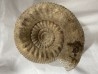 Teloceras blagdeni - bajocien - Montois la Montagne - 54 - FRANCE