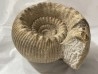Teloceras blagdeni - bajocian - Montois la Montagne - FRANCE