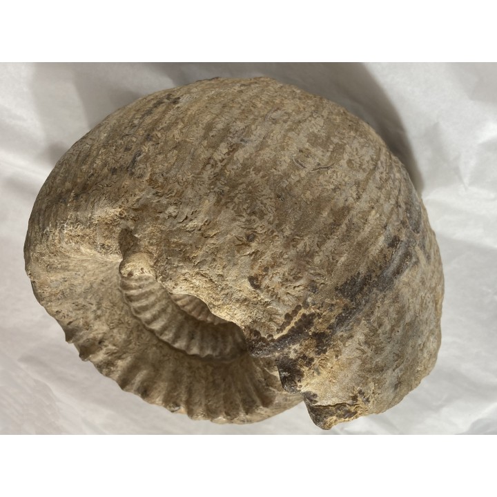 Teloceras blagdeni - bajocian - Montois la Montagne - FRANCE